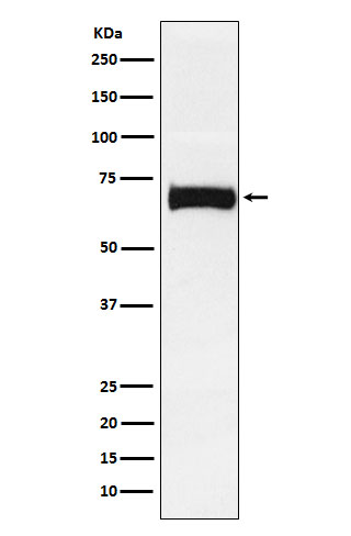 Western blot analysis of Nectin 2 expression in SW480 cell lysate.