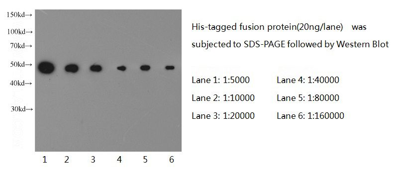 Western blot of 6*His-tagged fusion protein with anti-6*HIS tag (Catalog No:117294) at various dilutions.