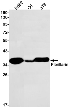 Western blot detection of Fibrillarin in K562,C6,3T3 cell lysates using Fibrillarin Rabbit pAb(1:1000 diluted).Predicted band size:34kDa.Observed band size:34kDa.