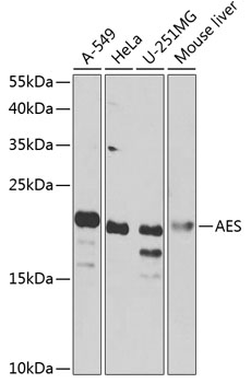 Western blot - AES Polyclonal Antibody 