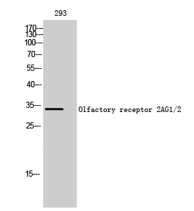 Fig1:; Western Blot analysis of 293 cells using Olfactory receptor 2AG1/2 Polyclonal Antibody diluted at 1: 500