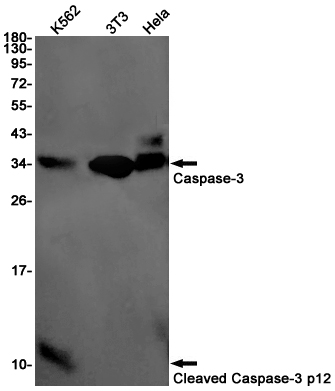 Western blot detection of Caspase-3 p12 in K562,3T3,Hela cell lysates using Cleaved-Caspase-3 p12 Rabbit pAb(1:1000 diluted).Predicted band size:32kDa.Observed band size:12024kDa.