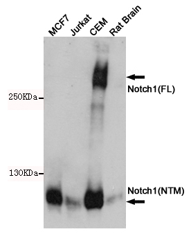 Western blot analysis of Notch1 expression in MCF7,Jurkat,CEM and Rat Brain cell lysates using Notch1 antibody at 1/1000 dilution.Predicted band size:125KDa.Observed band size:120,300KDa.