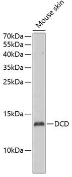 Western blot - DCD Polyclonal Antibody 