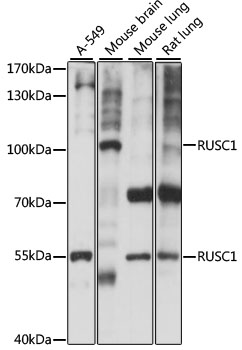 Western blot - RUSC1 Polyclonal Antibody 