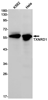 Western blot detection of TXNRD1 in K562,Hela cell lysates using TXNRD1 Rabbit pAb(1:1000 diluted).Predicted band size:67kDa.Observed band size:55kDa.