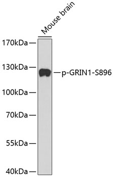 Western blot - Phospho-GRIN1-S896 pAb 