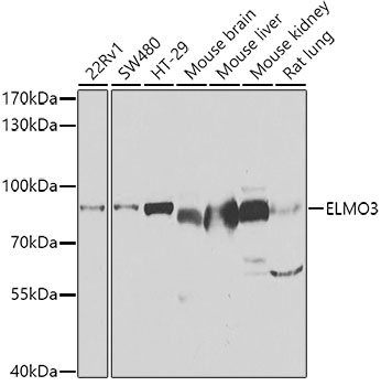Western blot - ELMO3 Polyclonal Antibody 
