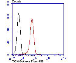 Fig9: Flow cytometric analysis of 293T cells with TGM6 antibody at 1/100 dilution (red) compared with an unlabelled control (cells without incubation with primary antibody; black). Alexa Fluor 488-conjugated Goat anti rabbit IgG was used as the secondary