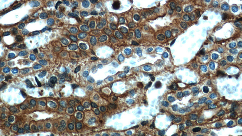 Immunohistochemical of paraffin-embedded human kidney using Catalog No:117302 at dilution of 1:500 (under 40x lens)