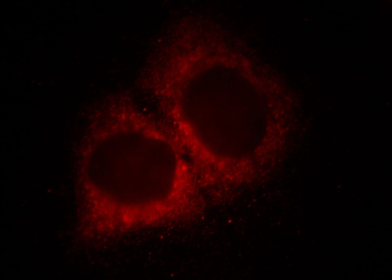 Immunofluorescent analysis of MCF-7 cells, using MCL1 antibody Catalog No: at 1:25 dilution and Rhodamine-labeled goat anti-mouse IgG (red).