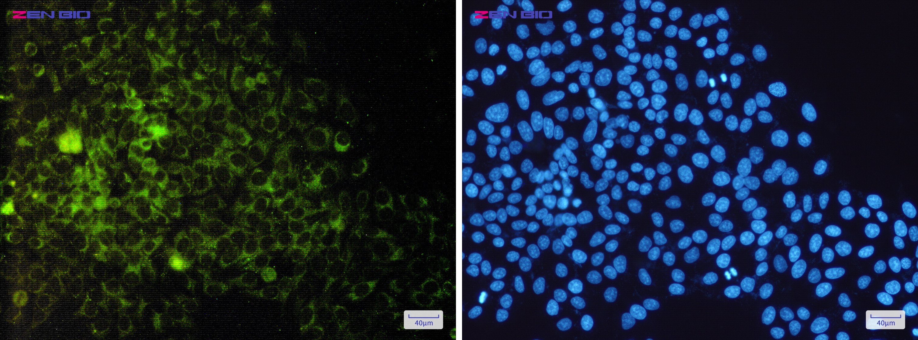 Immunocytochemistry of CD9(green) in Hela cells using CD9 Rabbit pAb at dilution 1/50, and DAPI(blue)
