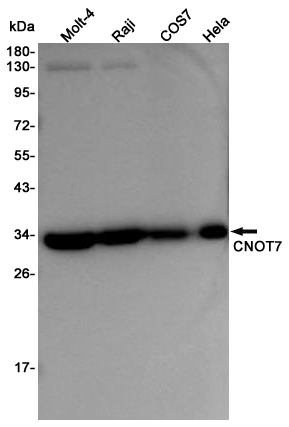Western blot detection of CNOT7 in Molt-4,Raji,COS7,Hela cell lysates using CNOT7 Rabbit pAb(1:1000 diluted).Predicted band size:33KDa.Observed band size:33KDa.