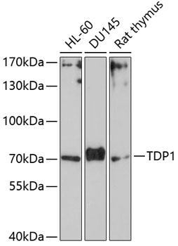 Western blot - TDP1 Polyclonal Antibody 