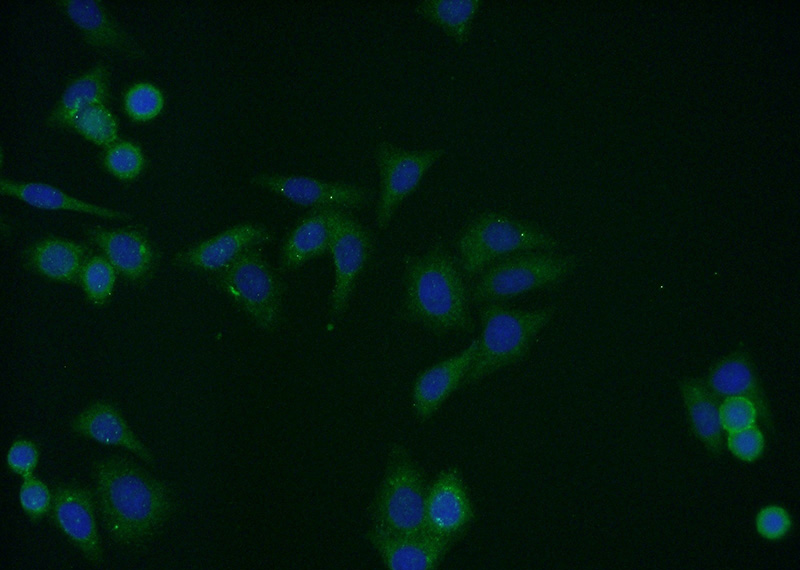 Immunofluorescent analysis of HepG2 cells using Catalog No:114897(RPL5 Antibody) at dilution of 1:50 and Alexa Fluor 488-congugated AffiniPure Goat Anti-Rabbit IgG(H+L)