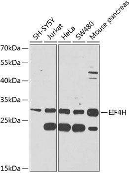Western blot - EIF4H Polyclonal Antibody 