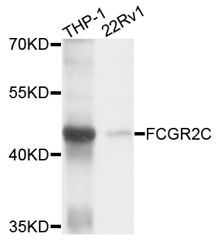 Western blot - FCGR2C Polyclonal Antibody 