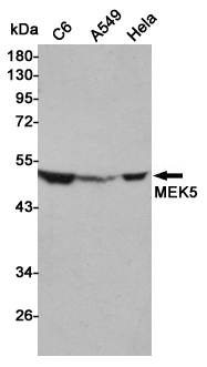 Western blot detection of MEK5 in C6, A549 and Hela cell lysates using MEK5 mouse mAb (1:1000 diluted).Predicted band size:50KDa.Observed band size:50KDa.