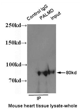 IP result of PALMD antibody (Catalog No:113564 for Ip and Detection) with mouse heart tissue lysate.