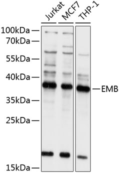 Western blot - EMB Polyclonal Antibody 