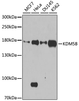 Western blot - KDM5B Polyclonal Antibody 