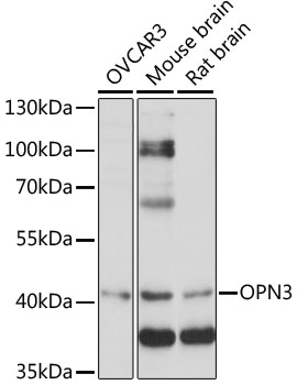 Western blot - OPN3 Polyclonal Antibody 