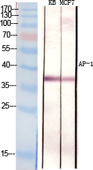 Western Blot analysis of KB MCF7 cells using AP-1 Polyclonal Antibody