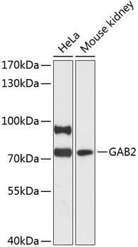 Western blot - GAB2 Polyclonal Antibody 