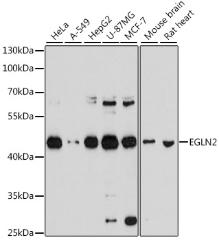 Western blot - EGLN2 Polyclonal Antibody 