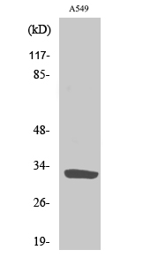 Fig1:; Western Blot analysis of various cells using ZIP9 Polyclonal Antibody. Secondary antibody（catalog#: HA1001) was diluted at 1:20000