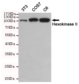 Western blot detection of Hexokinase II in 3tT3,COS7 and C6 cell lysates using Hexokinase II mouse mAb(dilution 1:500).Predicted band size:102kDa.Observed band size:102kDa.