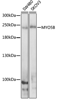 Western blot - MYO5B Polyclonal Antibody 