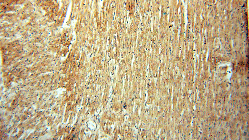 Immunohistochemical of paraffin-embedded human heart using Catalog No:113164(NFS1 antibody) at dilution of 1:100 (under 10x lens)