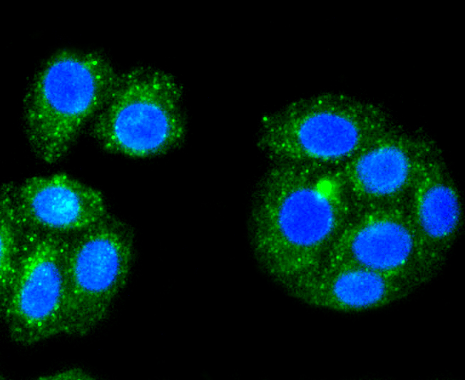 Immunofluorescence - ALAS1 Monoclonal Antibody 