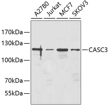 Western blot - CASC3 Polyclonal Antibody 