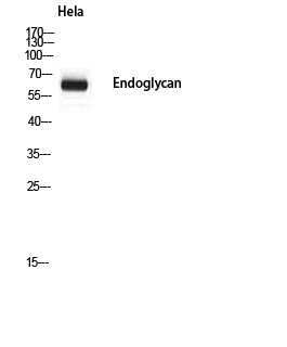 Fig1:; Western blot analysis of Hela using Endoglycan antibody.. Secondary antibody（catalog#：HA1001) was diluted at 1:20000
