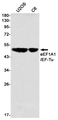 Western blot detection of eEF1A1/EF-Tu in U2OS,C6 using eEF1A1/EF-Tu Rabbit mAb(1:1000 diluted)