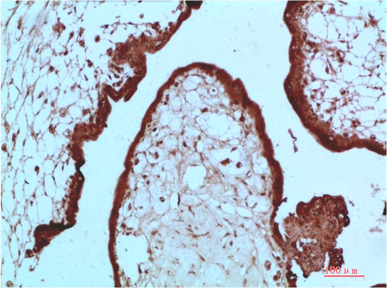 Immunohistochemical analysis of paraffin-embedded Human Placenta Tissue using HP-1 alpha;  Mouse mAb diluted at 1:200