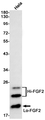Western blot detection of FGF2 in Hela cell lysates using FGF2 Rabbit mAb(1:1000 diluted).Predicted band size:31kDa.