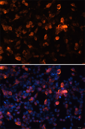 Immunofluorescence - Mouse anti HA-Tag mAb 