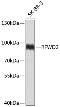 Western blot - RFWD2 Polyclonal Antibody 