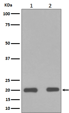 Western blot analysis of Bax in (1) HeLa cell lysate;(2) RAW264.7 Whole Cell Lysate.
