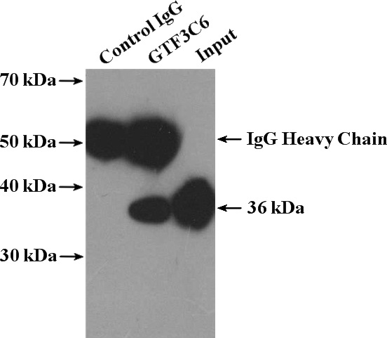 IP Result of anti-GTF3C6 (IP:Catalog No:111240, 4ug; Detection:Catalog No:111240 1:2000) with HepG2 cells lysate 3600ug.