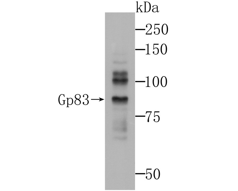 Fig1: Western blot analysis of Gp83 on SH-SY-5Y cells lysates using anti-Gp83 antibody at 1/1,000 dilution.