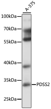 Western blot - PDSS2 Polyclonal Antibody 