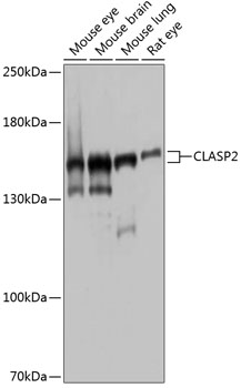 Western blot - CLASP2 Polyclonal Antibody 