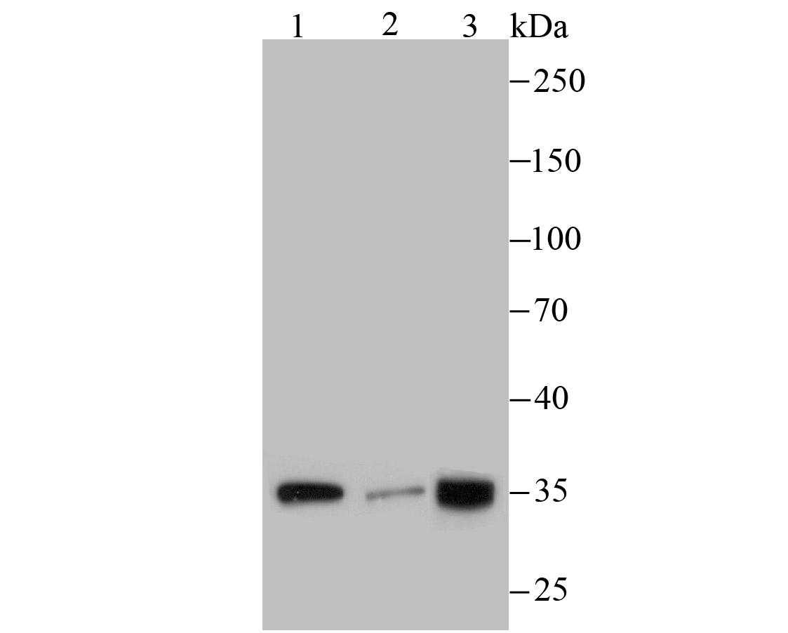 Fig1: Western blot analysis of PLEKHH1 on different cell lysates using anti-PLEKHH1 antibody at 1/100 dilution.; Positive control:; Lane 1: MCF-7; Lane 2: A431; Lane 3: SH-SY5Y