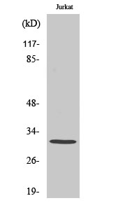 Fig1:; Western Blot analysis of various cells using AQP12 Polyclonal Antibody diluted at 1: 1000