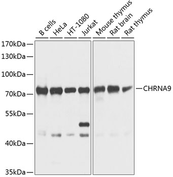 Western blot - CHRNA9 Polyclonal Antibody 