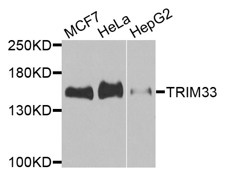 Western blot - TRIM33 Monoclonal Antibody 